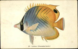 Lauhau, (Chaetodon Setifer) Postcard
