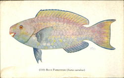 Blue ParrotFish Postcard Postcard