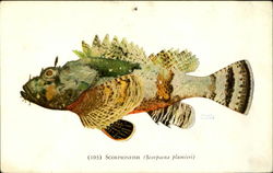 Scorpionfish Postcard