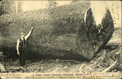 A Fallen Giant Spruce Hoquiam, WA Postcard Postcard