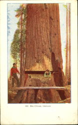 Big Cedar Big Cedar
