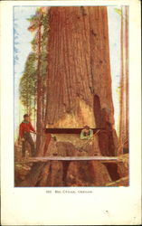 Big Cedar Postcard