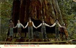 Giant Redwood in Humboldt County, CA Postcard