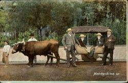 Madeira-Bullock-Car Postcard