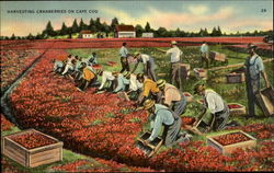 Harvesting Cranberries on Cape Cod Postcard