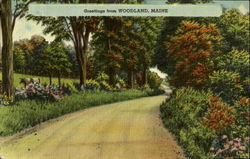 Greetings from Woodland, ME Postcard Postcard