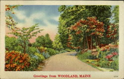 Greetings from Woodland, ME Postcard Postcard