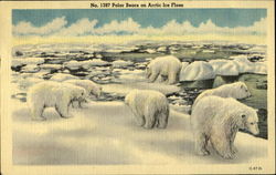 Polar Bears on Arctic Ice Floes The Arctic Postcard Postcard