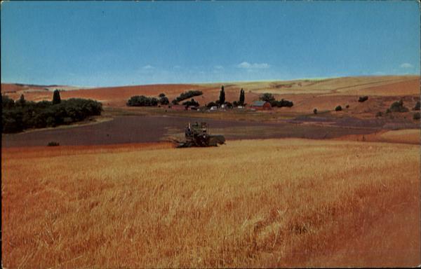 Wheat Harvesting - Inland Empire Scenic Farming