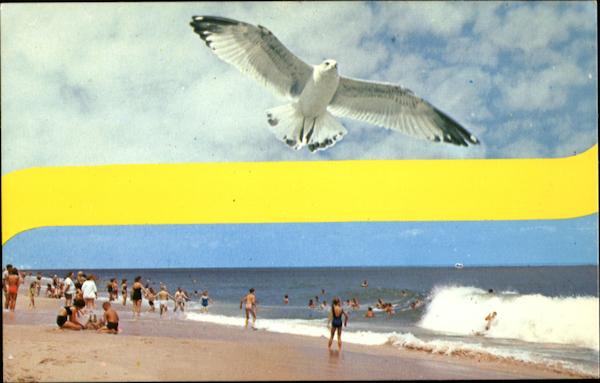 Seagull Flying Over Beach Blank Destinations