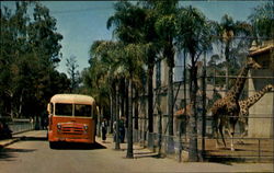 Touring Bus - San Diego Zoo Postcard