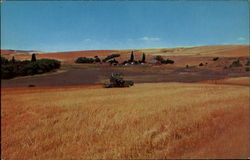 Wheat Harvesting - Inland Empire Postcard