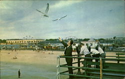 Feeding the Gulls on the Pier Postcard