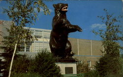 The University of Maine Postcard