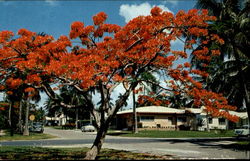Royal Poinciana Miami, FL Postcard Postcard