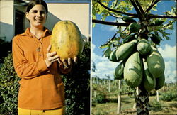 The Papaya Tree Fruit Postcard Postcard