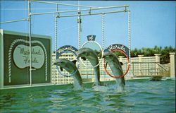 Porpoises Marineland, FL Postcard Postcard