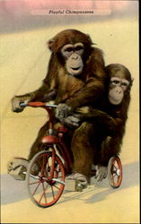 Playfool Chimpanzees Postcard