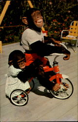 Me and my shadow, Monkey Jungle Postcard