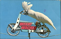 Weeki Wachee Parrot on Bicycle Postcard