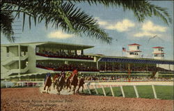 Sunshine Park Race Track Oldsmar, FL Postcard Postcard