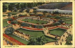 The Paddock, "Santa Anita Park" Arcadia, CA Postcard Postcard