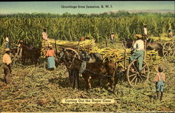 Carting out the sugar cane Jamaica Postcard Postcard