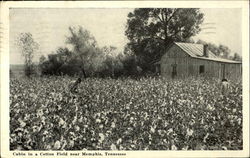 Cabin in a Cotton Field near Memphis, Tennessee Postcard