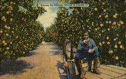 Among the Orange Groves in Florida 117 Postcard