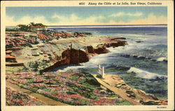 Along the Cliffs at La Jolla, San Diego, California Postcard