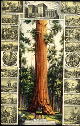 Wawona Postcard