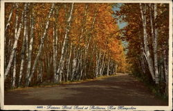 Famous Birch Road at Shelburne, New Hampshire Postcard