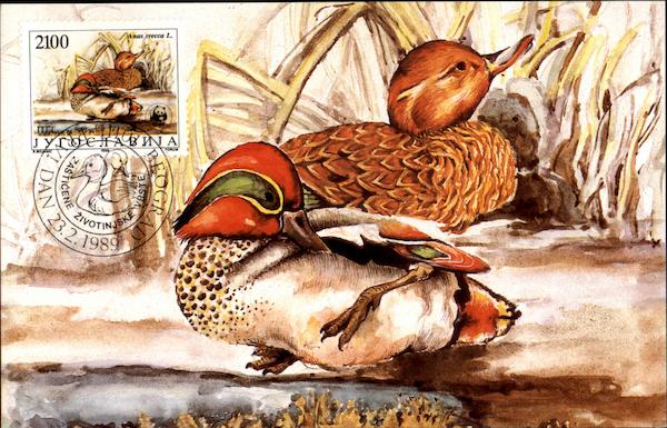 Patka Krzulja, Anas crecca L Birds