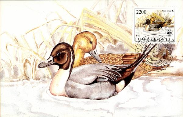 Northern Pintail Ducks Birds