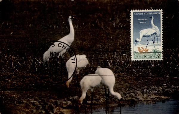 Whoopers at Home Birds