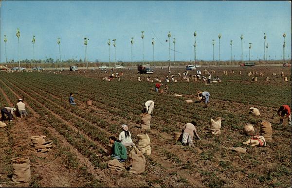 Harvesting Carrots The lower Rio Grande Valley of Texas