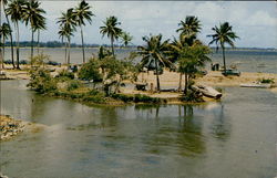 Group of tropical palm trees Postcard