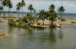 Group of tropical palm trees San Juan, PR Puerto Rico Postcard Postcard