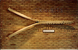 Jawbone of Young Sperm Whale Exhibit Postcard