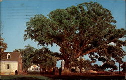 The Wye Oak and Schoolhouse Postcard