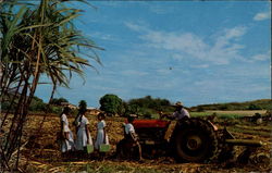 Indian Cane Farmer Postcard