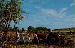 Indian Cane Farmer Fiji Farming Postcard Postcard