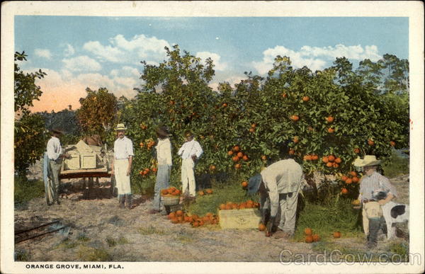 Orange Grove, Miami, Fla Florida