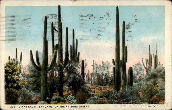 Giant Cacti (Sahuaro) on the Arizona desert