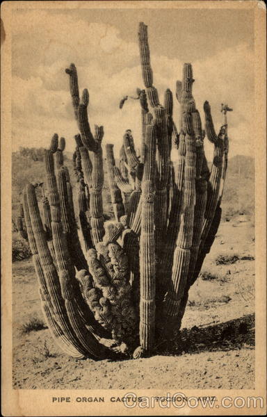 Pipe Organ Cactus Tuscon, Ariz Tucson Arizona