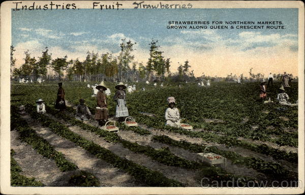 Strawberries for Northern Markets. Grown along Queen & Crescent Route