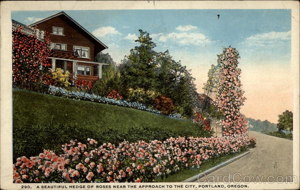 A beautiful hedge of roses near the approach to the city, Portland, Oregon