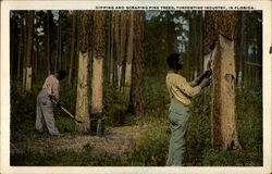 Dipping and Scraping Pine Trees, Turpentine Industry, in Florida Postcard