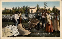 Weighing Cotton Postcard