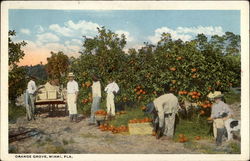 Orange Grove, Miami, Fla Postcard